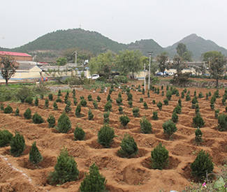 公益財團法人永旺環境財團開展的植樹活動